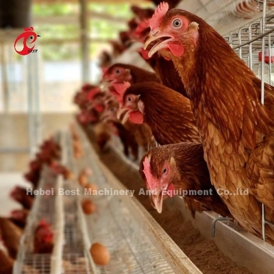 Sistem kandang peternakan ayam lapis otomatis dengan peralatan minum dan makan Adela