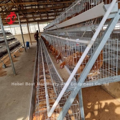 Sistem kandang peternakan ayam lapis otomatis dengan peralatan minum dan makan Adela