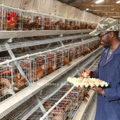 Pengguna Ramah Ayam Lapisan Kandang Untuk Kerumitan Bebas Ayam Menumbuhkan Adela