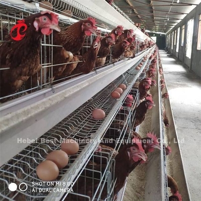 Afrika Hot Galvanized 4 Tiers Ayam Lapisan Baterai Kandang 25 Tahun Umur Dijual Untuk Lapisan Peternakan Emily