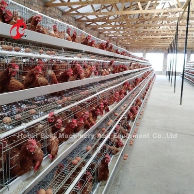 Profesional Lapisan Baterai Kandang Instal Di Nigeria Otomatis Ayam Kandang Doris