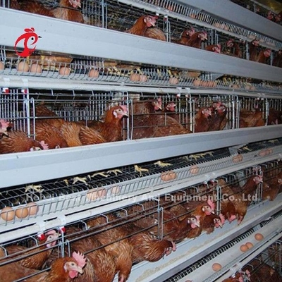 Tipe A Kandang Baterai Unggas 120 Burung Ayam Petelur Kandang Afrika Doris