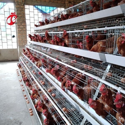 Tipe A Kandang Baterai Unggas 120 Burung Ayam Petelur Kandang Afrika Doris