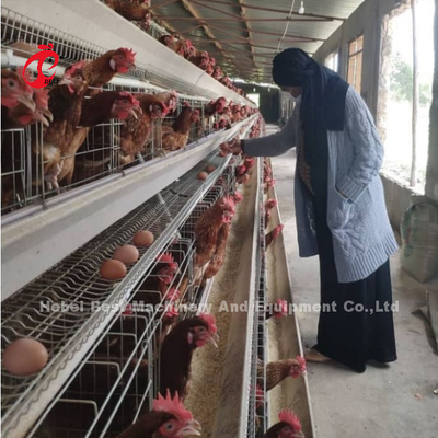 Peralatan Peternakan Unggas Lapisan Otomatis Desain Kandang Ayam Tier 4 2.40m* 2.60m* 2.0m Rose