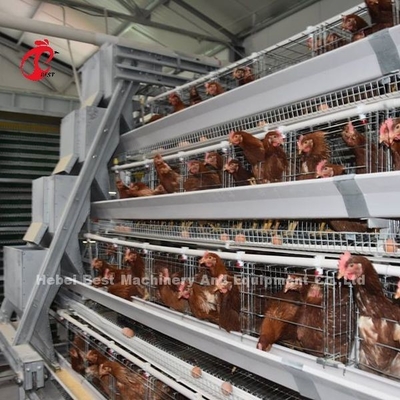 Kandang Unggas Semi Otomatis 15000 Kandang Unggas Manual Burung Di Nigeria Iris