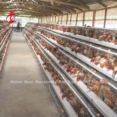 Sistem Kandang Baterai Unggas Premium Dan Deluxe Gudang Nigeria Untuk Ayam Petelur Berpasir