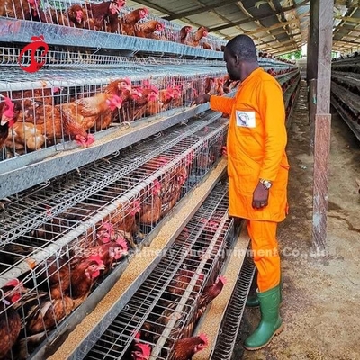 Kualitas Terbaik A Type Layer Cage Battery layer egg chicken cage 240 Birds Emily