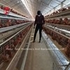 Kandang Baterai Ayam 110kg dengan 450cm2 Area / burung Adela