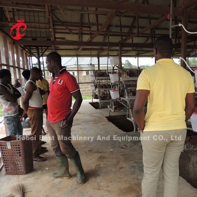 Peternakan Unggas Kandang Baterai Lapisan Ayam Paling Ekonomis Untuk 5000/10000/20000 Bintang Burung
