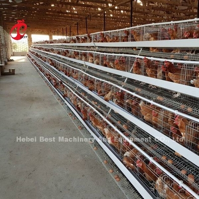Paling Populer Tipe A Ayam Lapisan Baterai Kandang Untuk Dijual Di Uganda 20000 burung Bintang