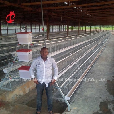 Harga Kandang Baterai Lapisan Di Nigeria 12 Minggu Ayam 128 Burung Bintang