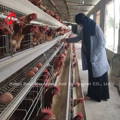 Harga Kandang Baterai Lapisan Di Nigeria 12 Minggu Ayam 128 Burung Bintang