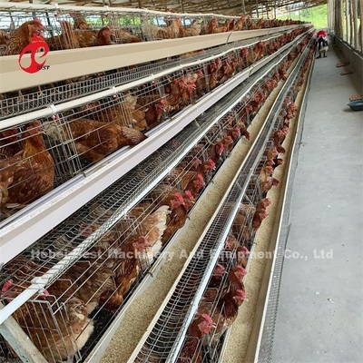 Harga Murah Sistem Kandang Baterai Otomatis Hot Galvanized 25 Umur 450cm2 Di Nigeria Emily