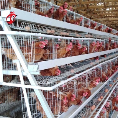 Sistem Kandang Baterai Lapisan Otomatis Kandang Ayam Lapisan Komersial 3 Tingkat Penjualan Panas Rose