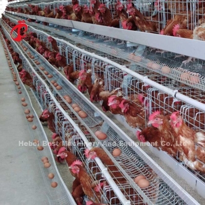 4 Tingkatan Lapisan Keras Tinggi Kandang Baterai Ayam Kawat Logam Dengan Tangki Air Mawar