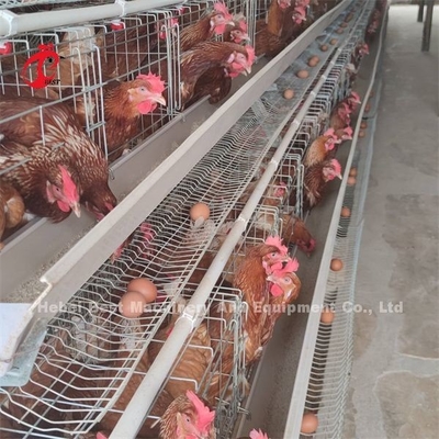 Sistem Kandang Baterai Unggas Stabilitas Tinggi Ayam Lapisan Di Afrika ISO9001 Emily