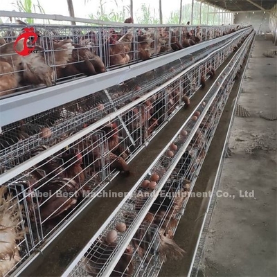 Harga Kandang Baterai Lapisan Efisiensi Di Nigeria Emily