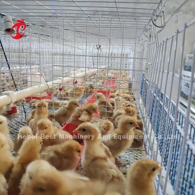 Q235 Sistem Kandang Peternakan Unggas Bayi Ayam Brooder Kawat Baja Emily