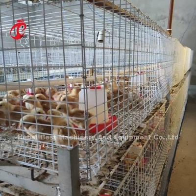 Q235 Sistem Kandang Peternakan Unggas Bayi Ayam Brooder Kawat Baja Emily