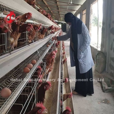 Kandang Ayam Lapisan Disesuaikan, Q235 Kandang Baterai Unggas Baja Karbon Rendah Doris