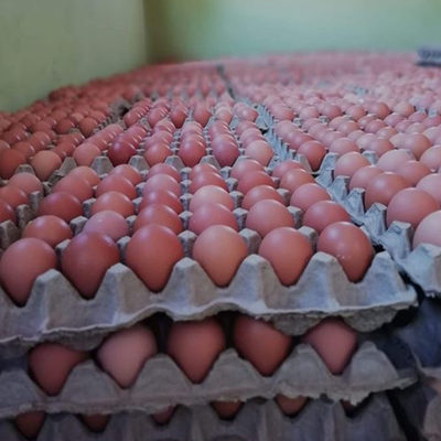 Memaksimalkan Efisiensi Penanaman Dengan Sistem Kandang Budidaya ayam Kandang Tipe A Rose