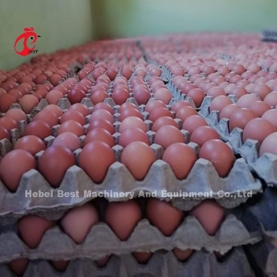 Sistem Kandang Peternakan Unggas 432cm2, Sistem kandang lapisan baja otomatis Naik