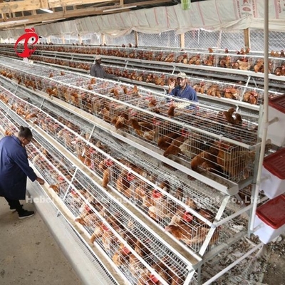 Kandang Pembibitan Jenis Baterai ISO, kandang ayam 3 tingkat Untuk Peternakan Unggas Iris