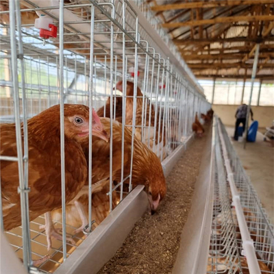 Sistem Kandang Peternakan Unggas Semi Otomatis, Kandang Lapisan Telur 380V 1.5KW Ada