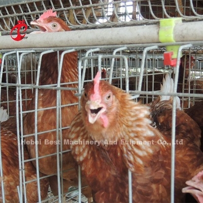 Kandang Baterai Ayam Lapisan 4 Tingkatan Otomatis Di Uganda Ada