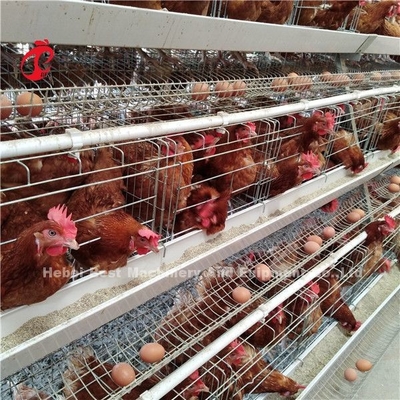Sistem Kandang Peternakan Unggas Hemat Area, Kandang Ayam Komersial 3 Tingkat Ada