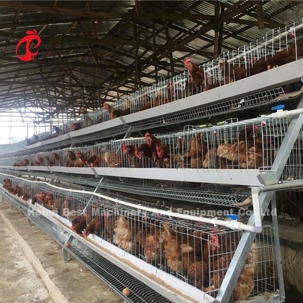 Sistem Kandang Baterai Lapisan Tipe A Atau H Untuk 1000 Hingga 20000 Peternakan Unggas Burung Iris