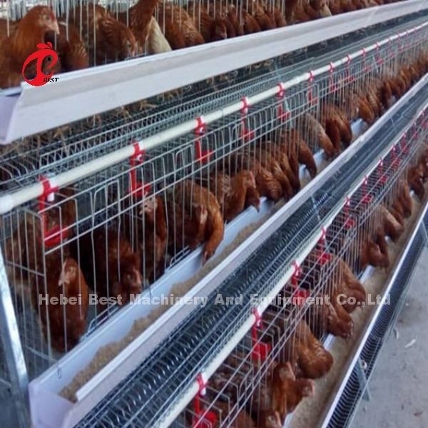 Sebuah Tipe 4 Tiers Perak Galvanis Lapisan Baterai Kandang Sistem Adela