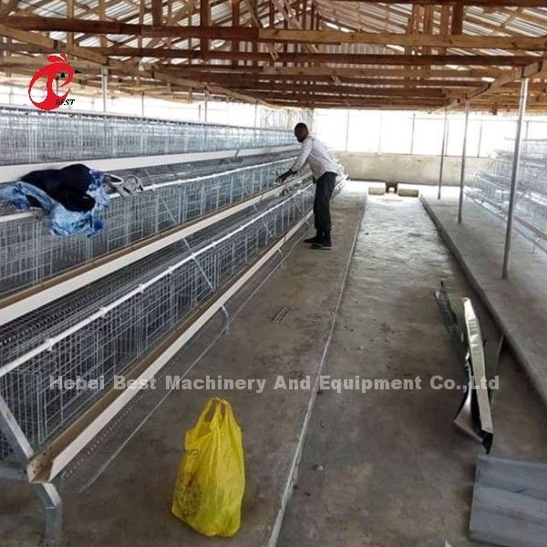 Sistem Kandang Baterai Otomatis Ayam A Dan H Untuk Peternakan Unggas Pembibitan Berpasir