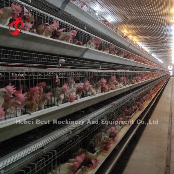 96 Sistem Kandang Baterai Unggas Burung Broiler Otomatis Telur Ayam Tipe A Rose