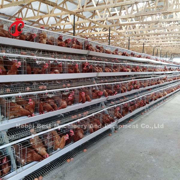 Sistem Kandang Baterai Lapisan Ayam Tipe 120 Galvanis Multilayer Doris
