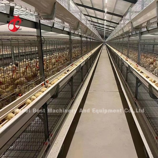 Peralatan Pemeliharaan Kandang Ayam Broiler A Dan H Untuk Anak Ayam Umur Sehari Sandy