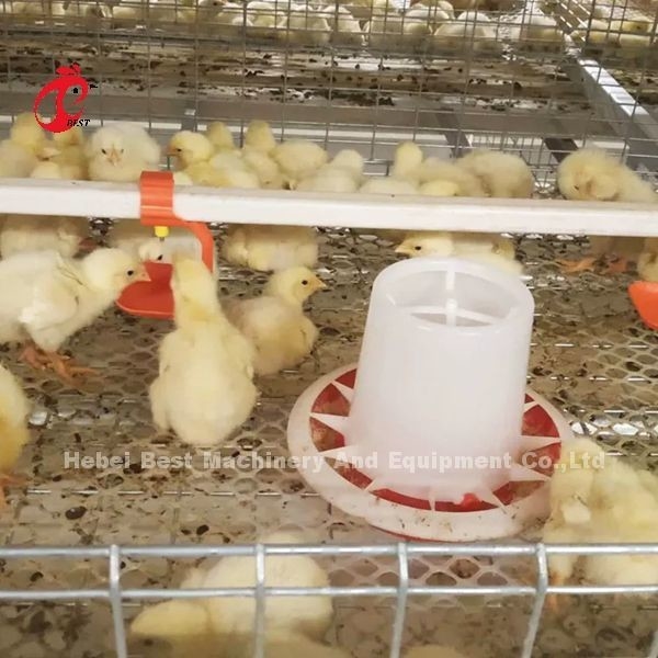 Sebuah Jenis Broiler Chicken Cage Dan Peternakan Rumah Unggas Bangunan Desain Mia