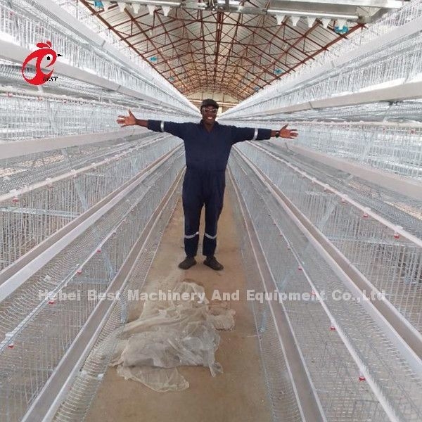 Sistem Kandang Lapisan Unggas Galvanis 5 Tier 200 Burung Untuk Peternakan Ayam Sandy