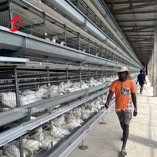 H Tipe Full Hot Dip Galvanized Otomatis Chicken Cage Peralatan Untuk Peternakan Ayam Sandy