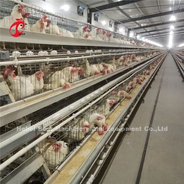 Peralatan Kandang Ayam Otomatis Unggas Tipe H Modern Umur 20 Tahun Ada