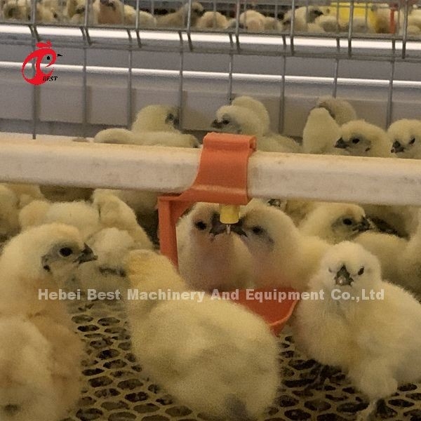 Praktis 380V Chick Brooder Cage Untuk Hari Lama Lapisan Petani Anak ayam di Afrika Farm Iris