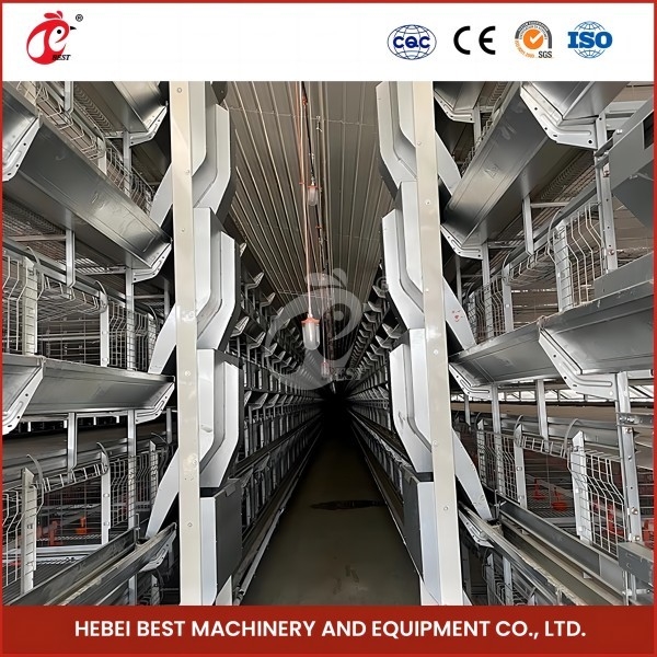 Kandang Ayam Broiler Otomatis Presisi Tinggi H Type Unggas Broiler Cage Rose
