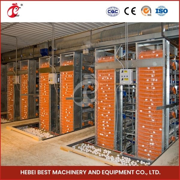 H Type Layer Dan Broiler Automatic Battery Peralatan Kandang Ayam Desain Rumah Ada