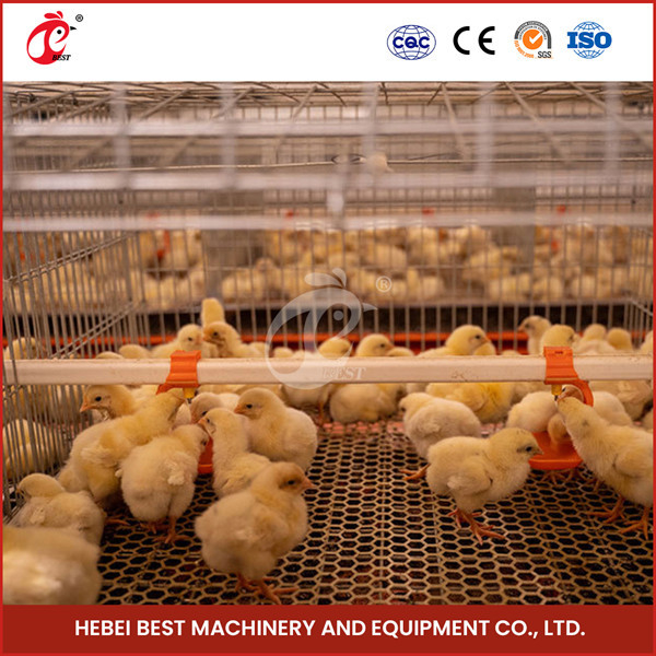 Peternakan Unggas Otomatis Pullet Chick Brooder Cage Untuk Ayam Petelur Umur Sehari Ada