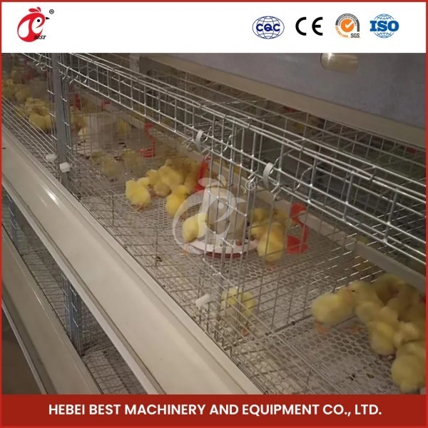 Q235 Peralatan Peternakan Unggas Baja Tipe H Otomatis Kandang Induk Pullet Mia