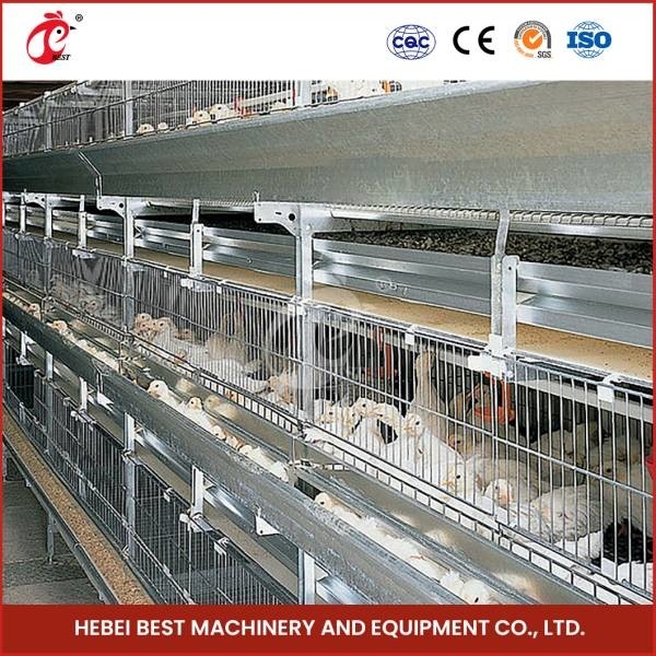 Hot Dipped H 4 Tier Tipe 25 Tahun Umur Kandang Ayam Broiler Doris