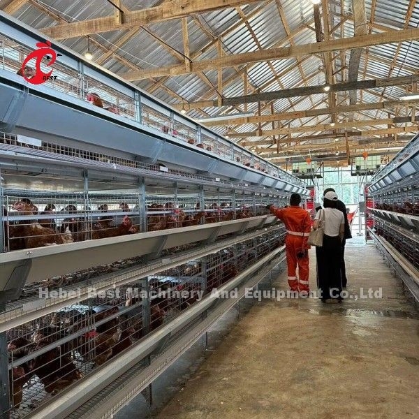 3/4/5/6/7/8 Tiers Sistem Kandang Lapisan Unggas dengan Pemakan Otomatis Adela