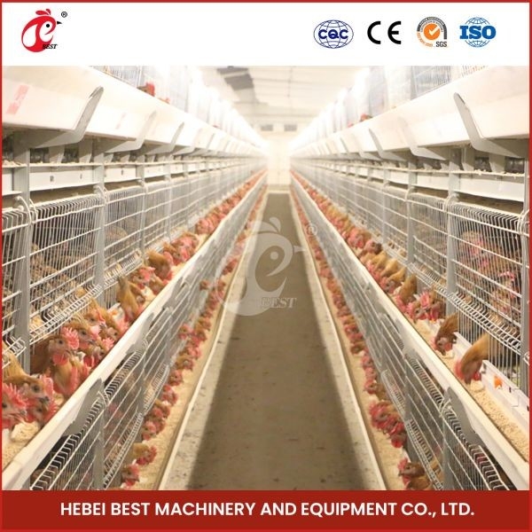 Hot Galvanized Broiler Transport Cage Warna Perak awet andal Mia