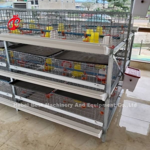 A dan H Jenis Broiler Baterai kandang ayam selama 45 hari Broiler Emily