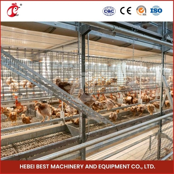 Otomatis A Tipe Broiler Chicken Cage Peternakan Komersial Kandang Ayam untuk Peternakan Unggas Emily Wang